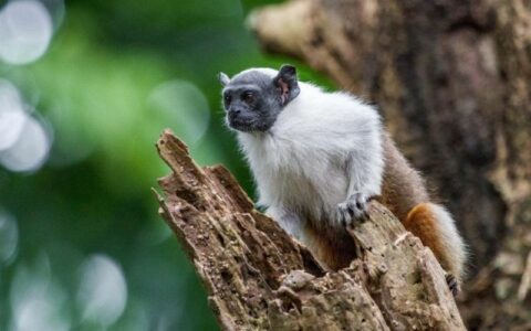 TCE-AM destaca apoio ao ICMBio na criação da Reserva para Sauim-de-Coleira