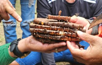 Intercâmbio de meliponicultura impulsiona produção de mel de abelhas sem ferrão nas UCs do Amazonas