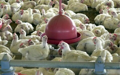 Brasil suspende exportações de carne de aves e seus produtos