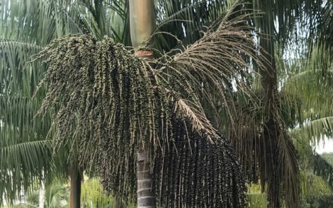 Estudo visa melhorar a genética do açaí do AM para maior produtividade