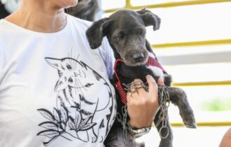 Maus-tratos contra animais podem resultar em prisão de 2 a 5 anos