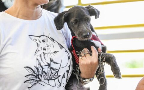 Maus-tratos contra animais podem resultar em prisão de 2 a 5 anos