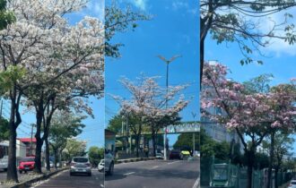 Ipês florescem e deixam Djalma Batista mais atraente