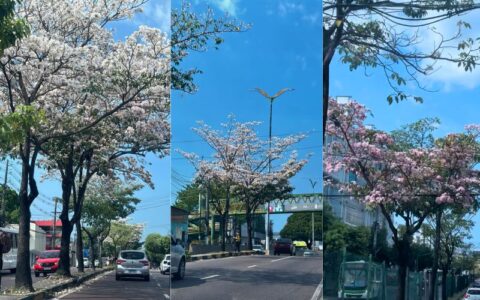 Ipês florescem e deixam Djalma Batista mais atraente