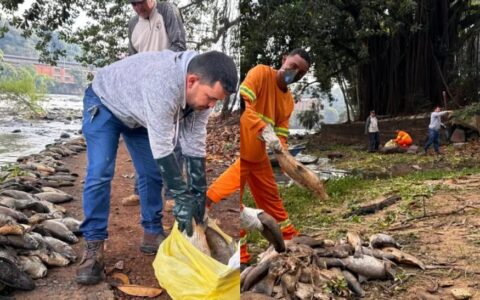 Morte de três toneladas de peixes no Rio Piracicaba é investigada