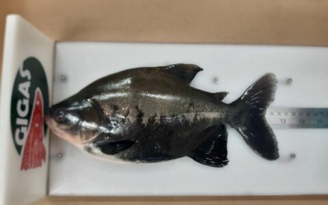 Vísceras de tambaqui são solução para reduzir gastos de ração animal