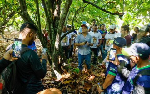 Governo do Amazonas busca alavancar a cadeia produtiva de cacau em Coari