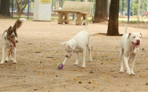 Dia Mundial das Zoonoses: saiba quais as doenças mais recorrentes em Manaus