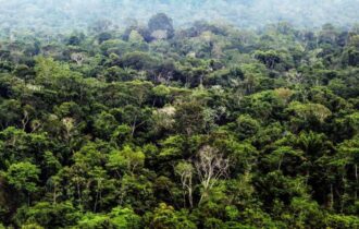 Desmatamento em Unidades de Conservação da Amazônia caiu 54% em 2023