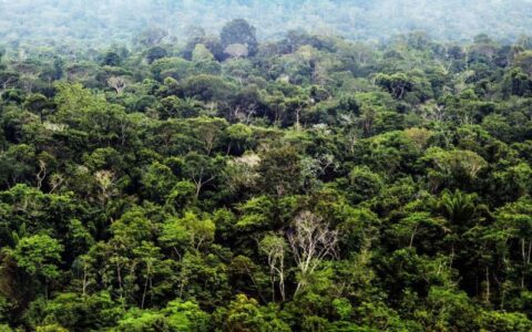 MPF realiza consulta sobre destinação de 'Florestas Públicas Não Destinadas' no Amazonas