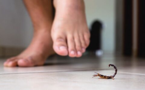 Brasil registrou mais de 156 mil casos de acidentes com escorpiões em 2023