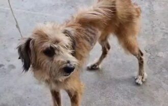 Polícia Civil prende homem por maus-tratos contra cachorro no bairro Zumbi dos Palmares