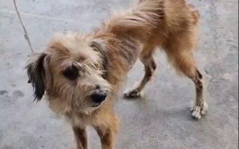 Polícia Civil prende homem por maus-tratos contra cachorro no bairro Zumbi dos Palmares