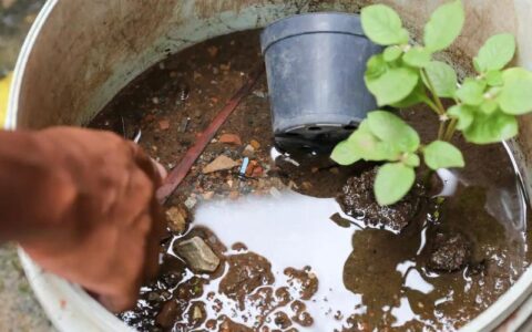 Brasil ultrapassa marca de 5 mil mortes por dengue