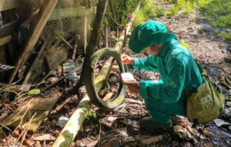Amazonas lidera ranking dos estados com mais casos de febre Oropouche