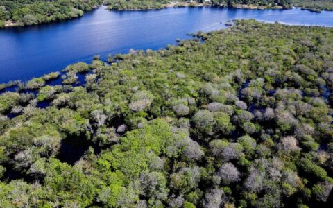 Saiba como títulos verdes possibilitam reflorestamento na Amazônia