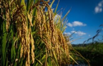 Arroz e feijão, base da alimentação dos brasileiros, também precisam de nutrição
