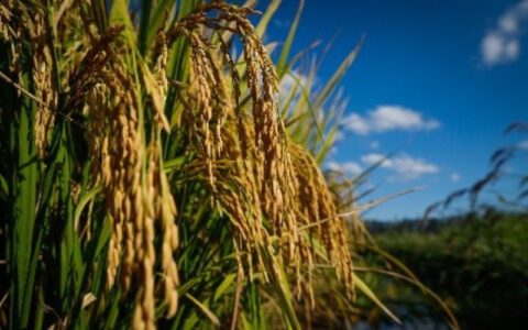 Arroz e feijão, base da alimentação dos brasileiros, também precisam de nutrição