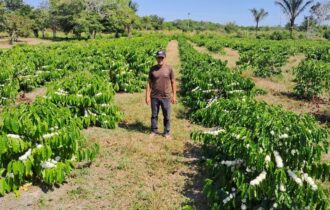 São Sebastião do Uatumã deve produzir 1,2 tonelada de café neste ano