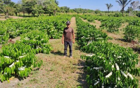 São Sebastião do Uatumã deve produzir 1,2 tonelada de café neste ano