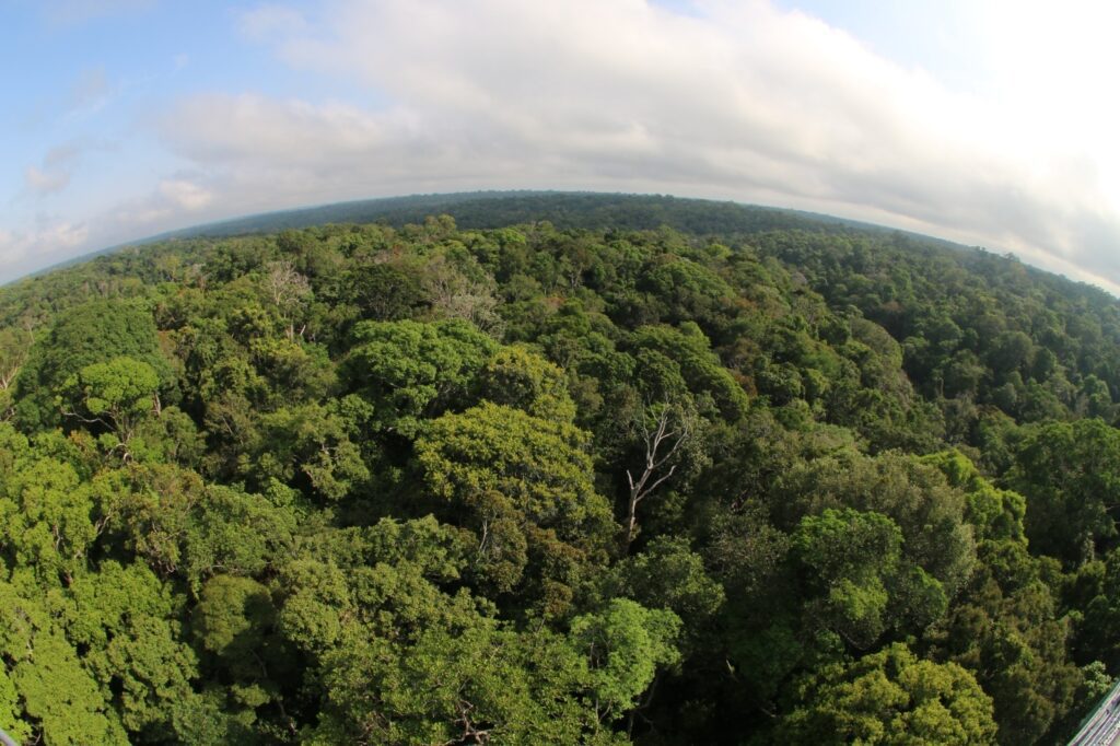 (Foto: Divulgação/Sema) Desmatamento cai 46,9% no Amazonas em um ano, aponta Inpe
