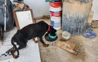 Polícia Civil intensifica combate a crimes ambientais no Amazonas e destaca balanço positivo 