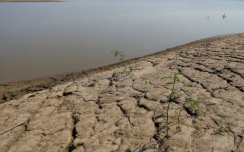 Níveis críticos no rio Negro intensificam preocupação com estiagem no Amazonas