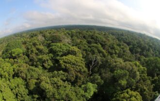 Desmatamento cai 46,9% no Amazonas em um ano, aponta Inpe