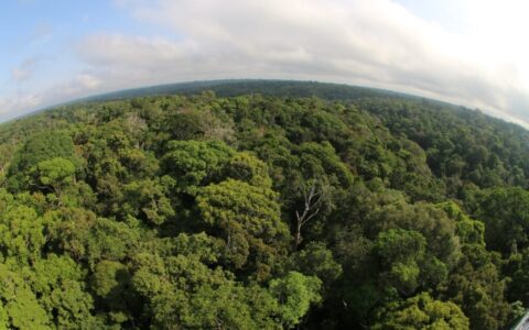 Desmatamento cai 46,9% no Amazonas em um ano, aponta Inpe