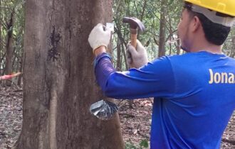 Idam e Sema identificam espécies madeireiras para manejo em pequena escala na RDS Piagaçu-Purus