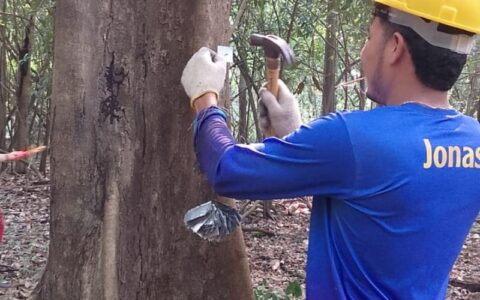 Idam e Sema identificam espécies madeireiras para manejo em pequena escala na RDS Piagaçu-Purus