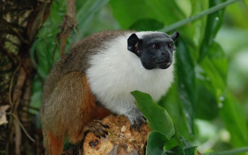 Pesquisa analisa parasitas encontrados no sauim-de-coleira que podem transmitir doenças