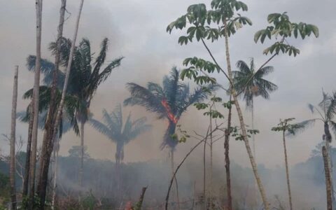 Três pessoas são presas por crime ambiental no Amazonas