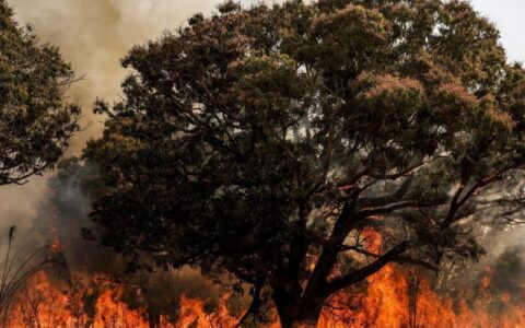 Delegado da PF diz que há indícios de ação coordenada em incêndios