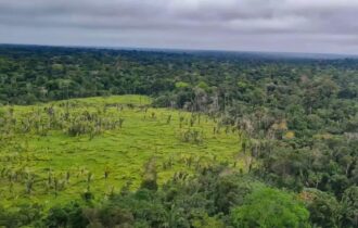 Alertas de desmatamento na Amazônia caem 10,6% em agosto