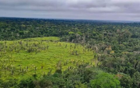 Alertas de desmatamento na Amazônia caem 10,6% em agosto