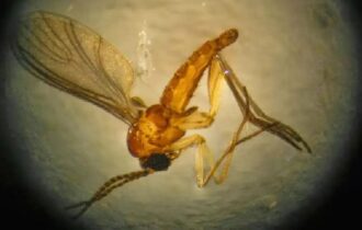 febre do Oropouche Rondônia