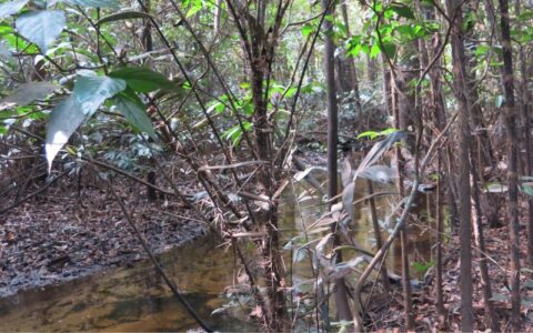 Estudo mostra que as matas ciliares dos pequenos rios de água preta apresentam maior diversidade