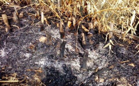 Governo do AM decreta emergência climática preventiva por risco de seca e queimadas causadas pelo El Niño
