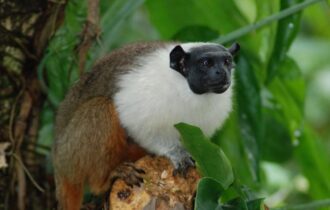 Pesquisa analisa parasitas encontrados no sauim-de-coleira que podem transmitir doenças