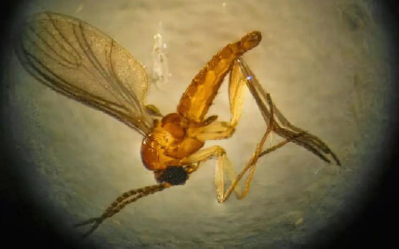febre do Oropouche Rondônia
