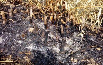 Governo do AM decreta emergência climática preventiva por risco de seca e queimadas causadas pelo El Niño