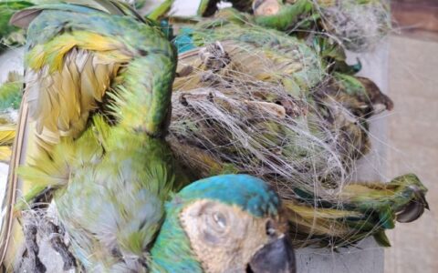 Operação do Ibama encontra 62 aves mortas, presas em redes, em Itacoatiara