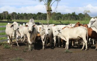 fazenda-em-labrea-tem-atividad