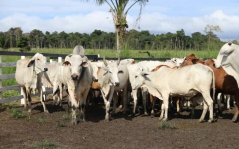 fazenda-em-labrea-tem-atividad