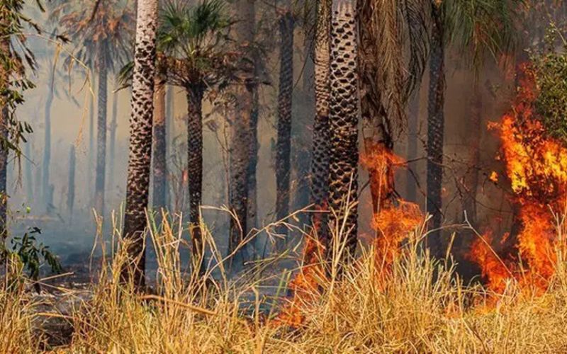 (Foto: Divulgação/Ibama) Mudanças climáticas: Governo amplia medidas para proteger a população