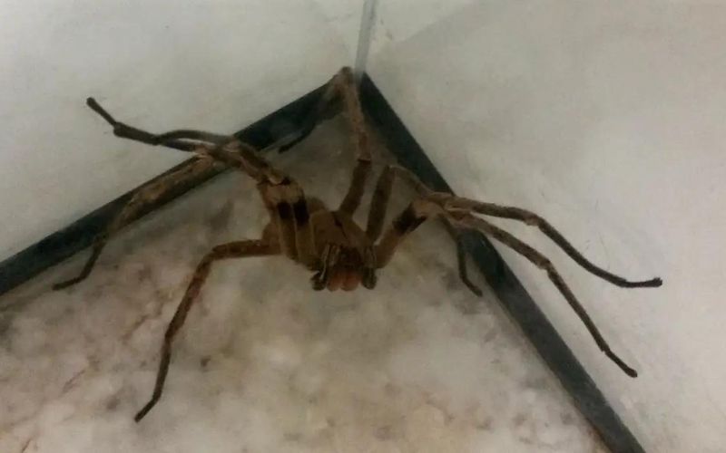 picadas-de-aranhas-sao-segunda