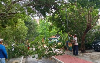 Prefeitura realiza poda de árvores no passeio do Mindu para melhorar segurança e visibilidade
