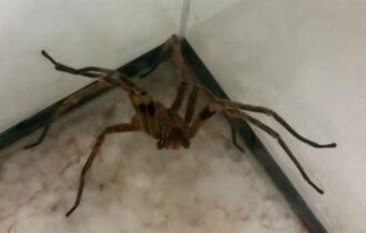 picadas-de-aranhas-sao-segunda