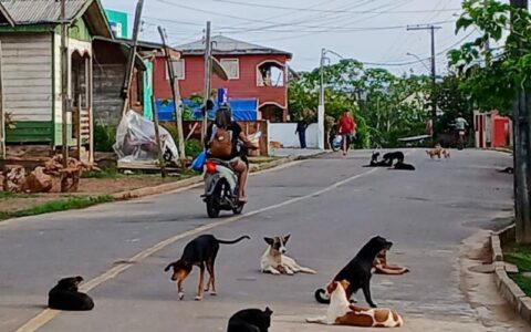 Justiça determina medidas de proteção a animais abandonados em Tapauá